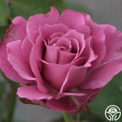 Angel Face 8 Angel Face -Precisiom Store angel face 6