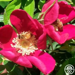 Ann Endt -Precisiom Store ann endt logo 03