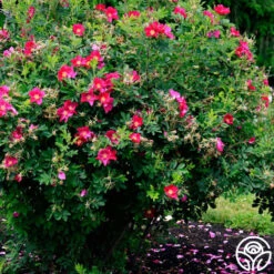 Ann Endt -Precisiom Store ann endt logo 04