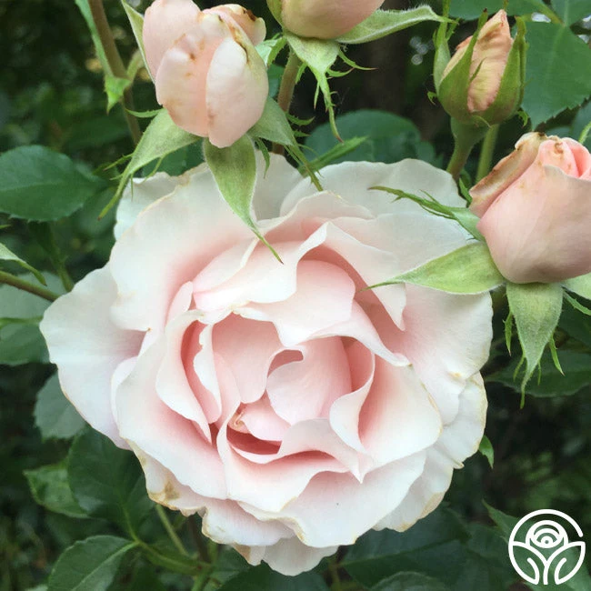 Anne Hathaway™ 9 Anne Hathaway™ - Image 9