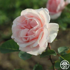 Anne Hathaway™ 14 Anne Hathaway™ -Precisiom Store anne hathaway logo 02