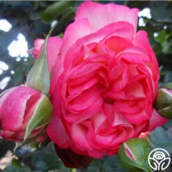 Antique 20 Antique -Precisiom Store antique 1