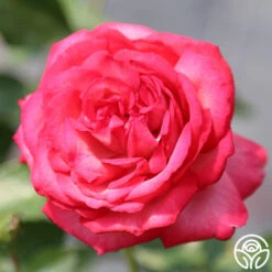 Antique 19 Antique -Precisiom Store antique 45