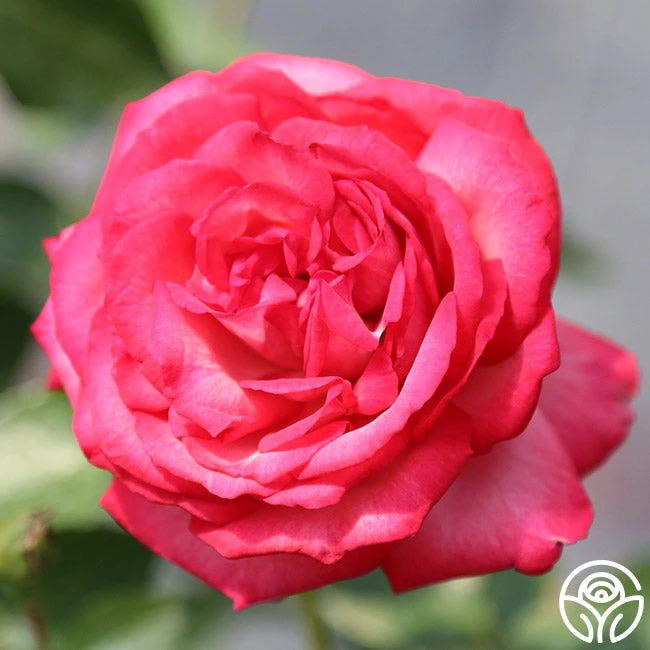 Antique 9 Antique - Image 9