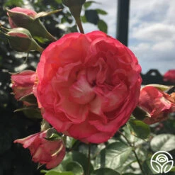 Antique 18 Antique -Precisiom Store antique 5