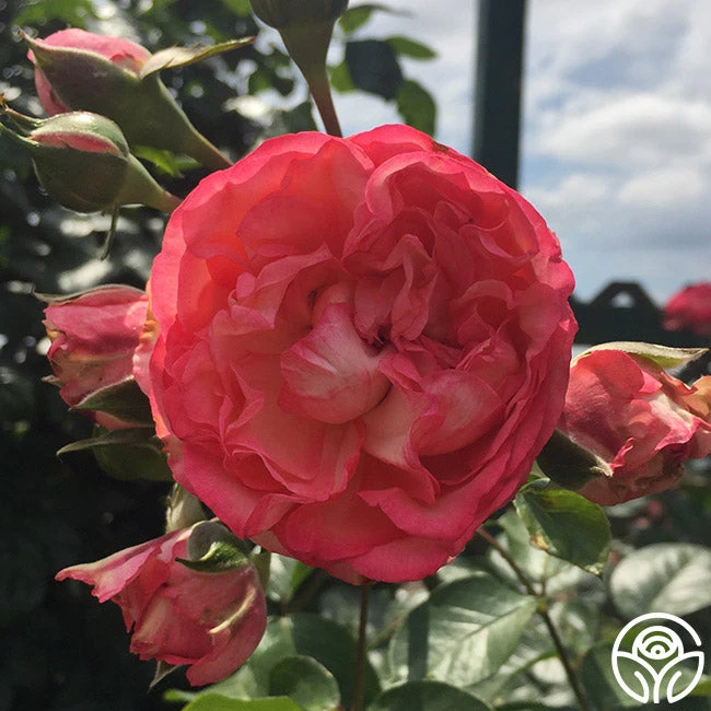 Antique 8 Antique - Image 8