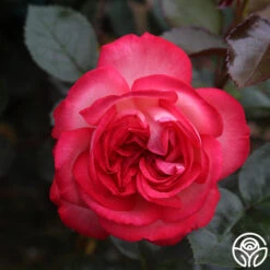 Antique 15 Antique -Precisiom Store antique 7