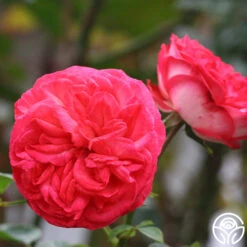 Antique 13 Antique -Precisiom Store antique 8