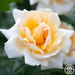 Apricots N' Cream™ 20 Apricots N' Cream™ -Precisiom Store apricots n cream 2