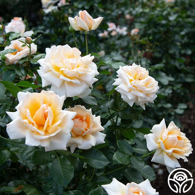 Apricots N' Cream™ 8 Apricots N' Cream™ - Image 8