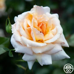 Apricots N' Cream™ 25 Apricots N' Cream™ -Precisiom Store apricots n cream 5