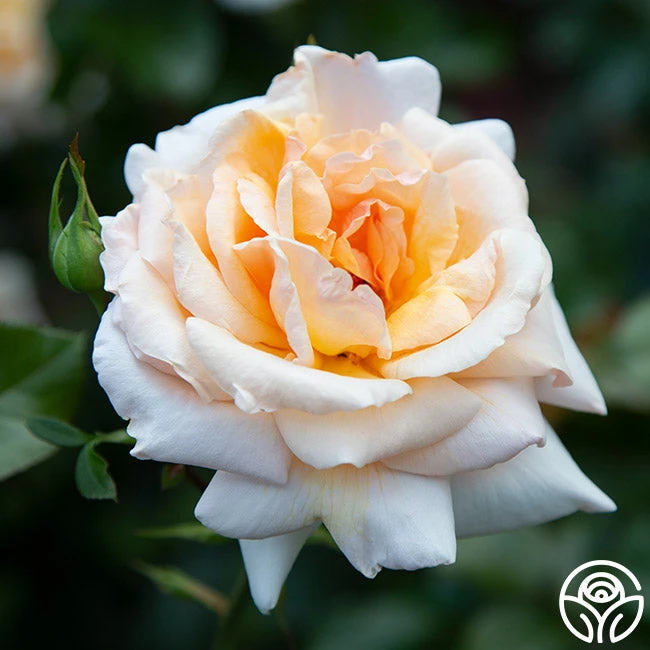 Apricots N' Cream™ 12 Apricots N' Cream™ - Image 12