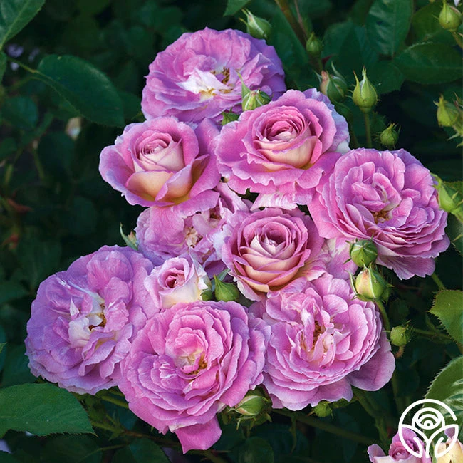 Arctic Blue™ 1 Arctic Blue™