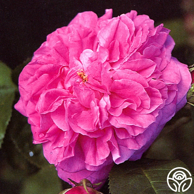 Ardoisée De Lyon 2 Ardoisée De Lyon - Image 2