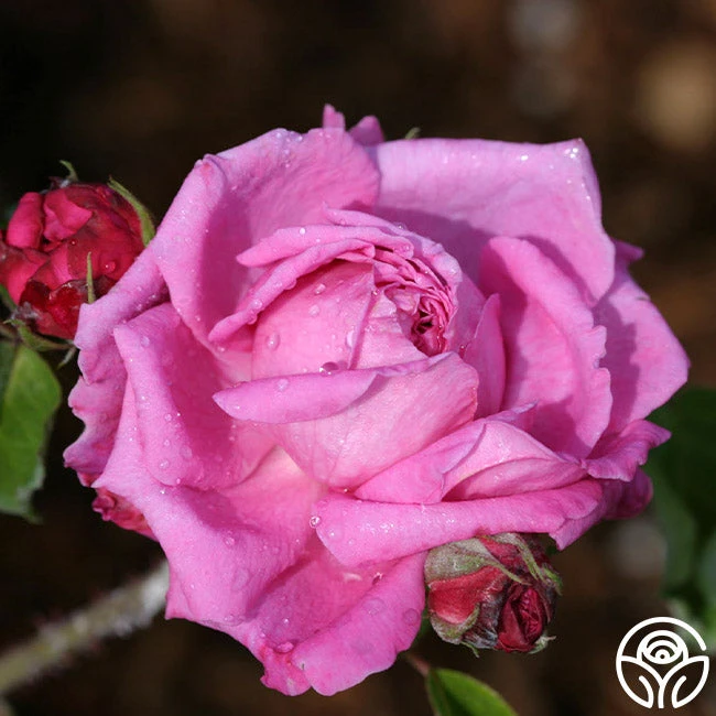 Ardoisée De Lyon 1 Ardoisée De Lyon