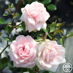 Awakening™ 11 Awakening™ -Precisiom Store awakening 9