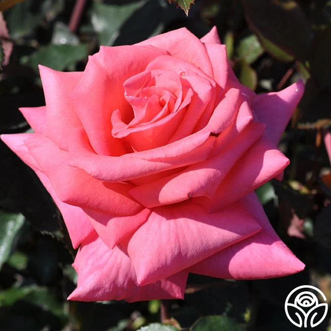 Awareness 2 Awareness - Image 2