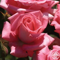 Awareness 7 Awareness -Precisiom Store awareness 4 1