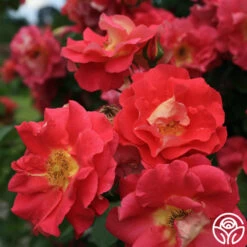 Bajazzo® -Precisiom Store bajazzo logo 02