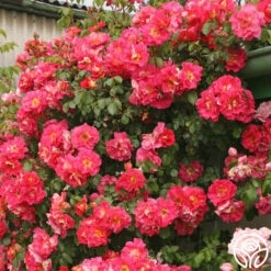 Bajazzo® -Precisiom Store bajazzo logo 04