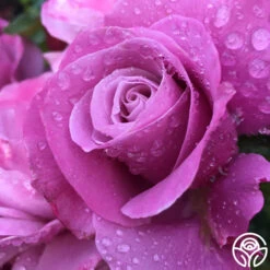 Barbra Streisand 9 Barbra Streisand -Precisiom Store barbra streisand 2 8