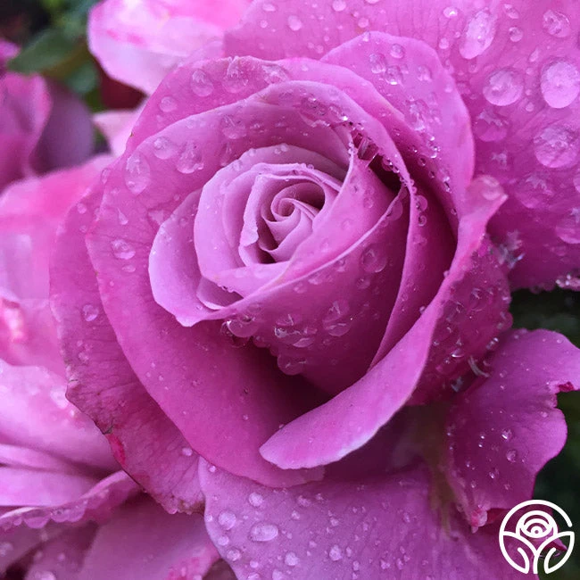 Barbra Streisand 4 Barbra Streisand - Image 4