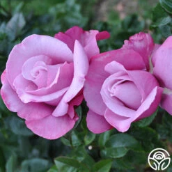 Barbra Streisand 8 Barbra Streisand -Precisiom Store barbra streisand 4 2 1