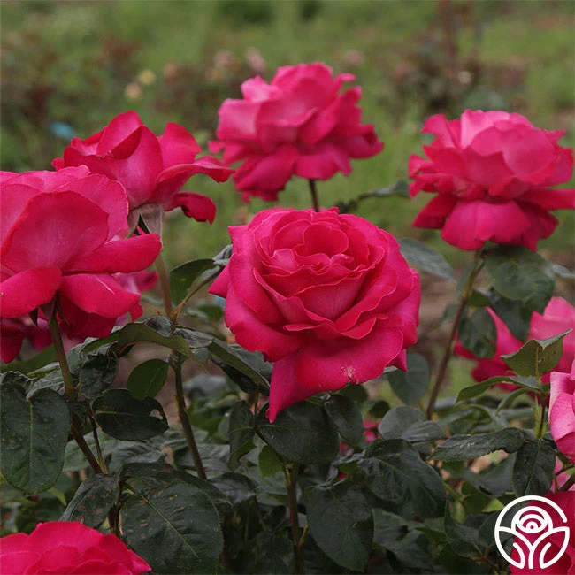 Baronne E. De Rothschild® 2 Baronne E. De Rothschild® - Image 2