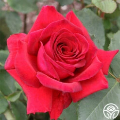 Because She Served® -Precisiom Store because she served 1 1