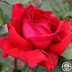 Because She Served® -Precisiom Store because she served 2 3