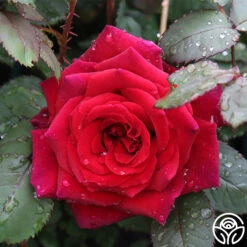 Because She Served® -Precisiom Store because she served 4 2