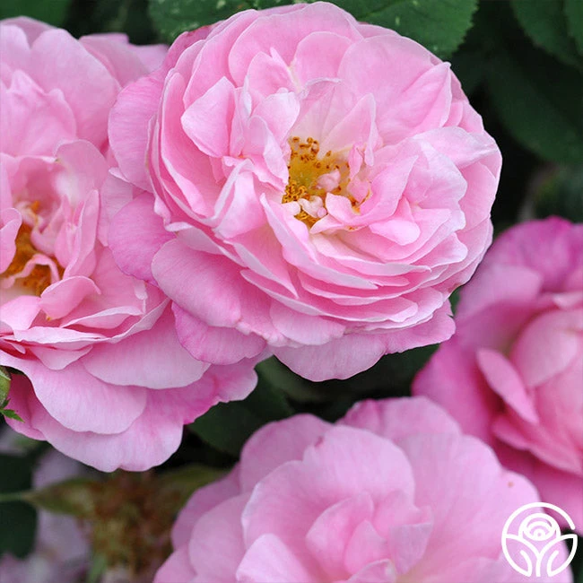 Belle Amour 2 Belle Amour - Image 2