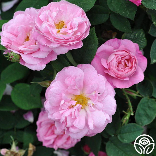 Belle Amour 5 Belle Amour - Image 5