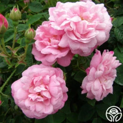 Belle Amour 8 Belle Amour -Precisiom Store belle amour 4 1