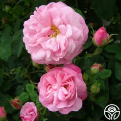 Belle Amour 11 Belle Amour -Precisiom Store belle amour 5