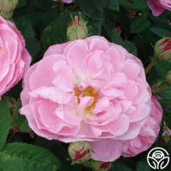 Belle Amour 9 Belle Amour -Precisiom Store belle amour 6 1