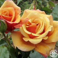 Belle Époque 8 Belle Époque -Precisiom Store belle epoque