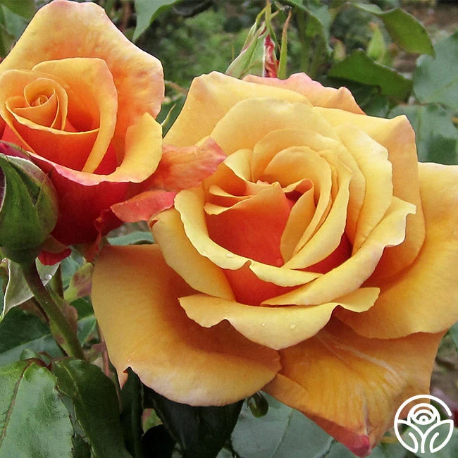 Belle Époque 3 Belle Époque - Image 3