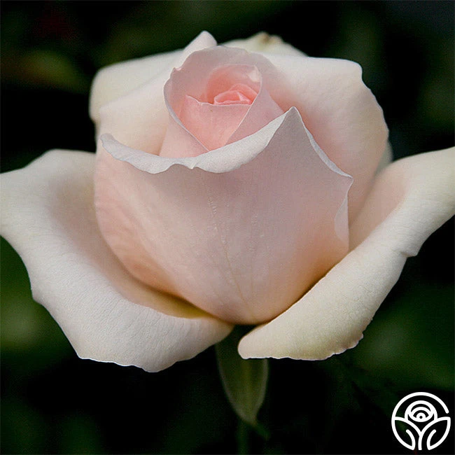 Betty White™ 4 Betty White™ - Image 4