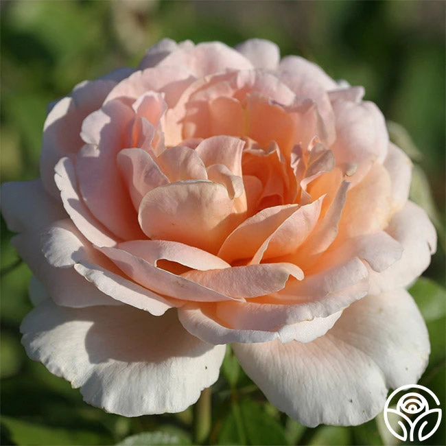 Betty White™ 2 Betty White™ - Image 2