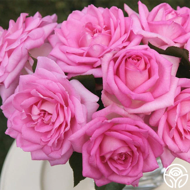 Eleganza® Beverly 1 Eleganza® Beverly