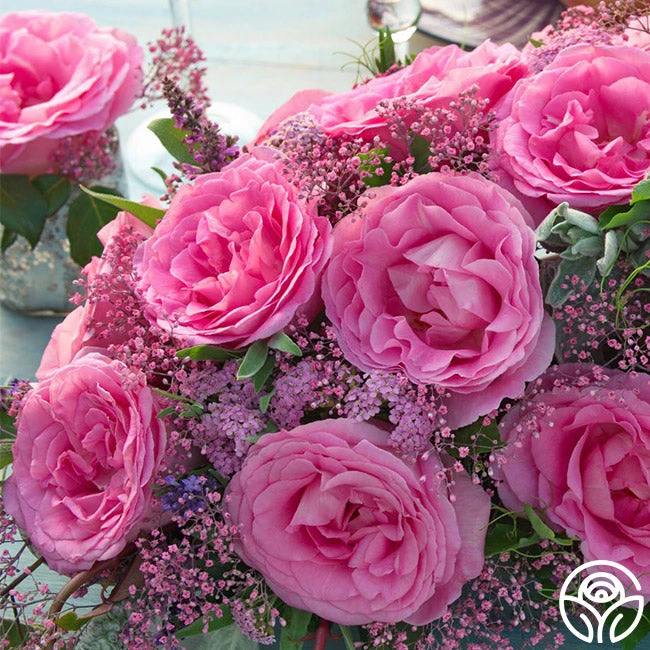 Eleganza® Beverly 4 Eleganza® Beverly - Image 4