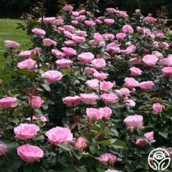 Eleganza® Beverly 17 Eleganza® Beverly -Precisiom Store beverly 7