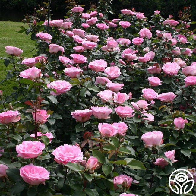 Eleganza® Beverly 7 Eleganza® Beverly - Image 7