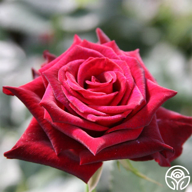 Black Baccara® 2 Black Baccara® - Image 2