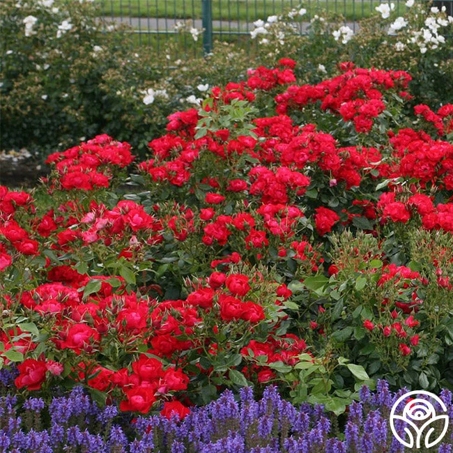 Black Forest Rose® 2 Black Forest Rose® - Image 2