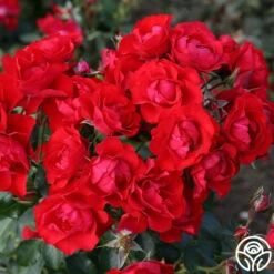 Black Forest Rose® 9 Black Forest Rose® -Precisiom Store black forest rose 2