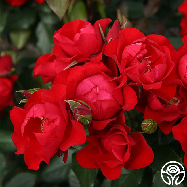 Black Forest Rose® 7 Black Forest Rose® - Image 7