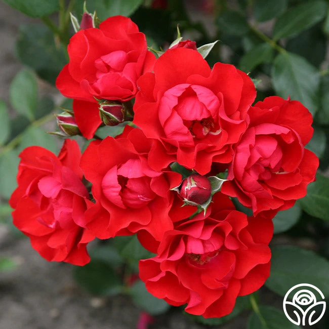 Black Forest Rose® 1 Black Forest Rose®