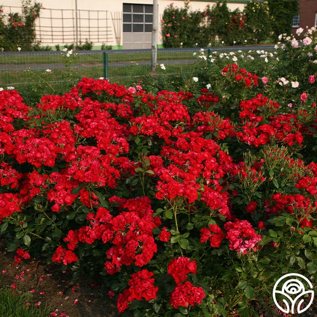 Black Forest Rose® 5 Black Forest Rose® - Image 5